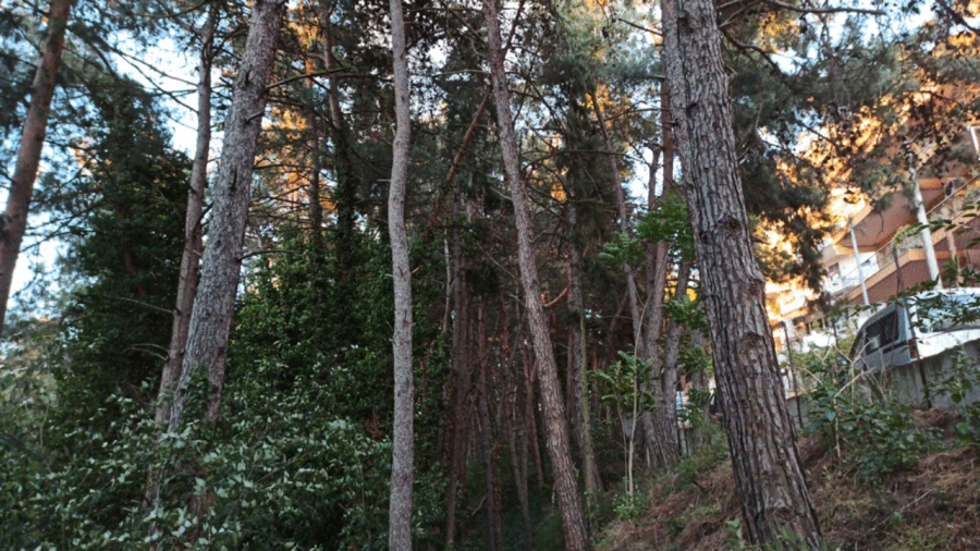 Αποκάλυψη: Το ΤΑΙΠΕΔ καθαρίζει τα δάση αλλά το δασαρχείο της Ρόδου βγήκε εκτός γιατί δεν είχε κάνει μελέτες καθαρισμού   
