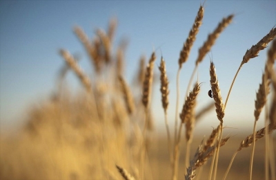 Η επισιτιστική κρίση και η εξαγωγή του ουκρανικού σιταριού στο μικροσκόπιο των ΥΠΕΞ της ΕΕ