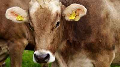 Διατροφικό σκάνδαλο στην ΕΕ - Η Πολωνία εξήγαγε 2.700 κιλά «ύποπτο» κρέας