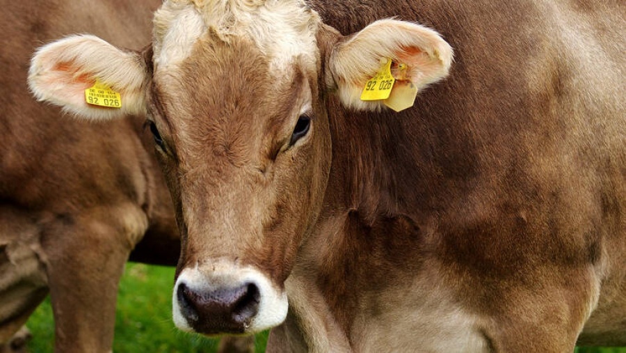 Διατροφικό σκάνδαλο στην ΕΕ - Η Πολωνία εξήγαγε 2.700 κιλά «ύποπτο» κρέας