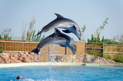 Καταδικάστηκε το Αττικό Ζωολογικό Πάρκο για τις παραστάσεις με τα δελφίνια