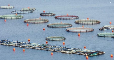ΣΕΘ: Συγκρατημένη αισιοδοξία για την ελληνική ιχθυοκαλλιέργεια