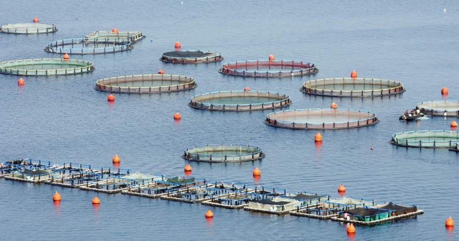 ΣΕΘ: Συγκρατημένη αισιοδοξία για την ελληνική ιχθυοκαλλιέργεια