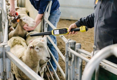 Υπονομεύει... την ΑΑΔΕ το υπουργείο Αγροτικής Ανάπτυξης - Η κοροϊδία με την ηλεκτρονική σήμανση των ζώων