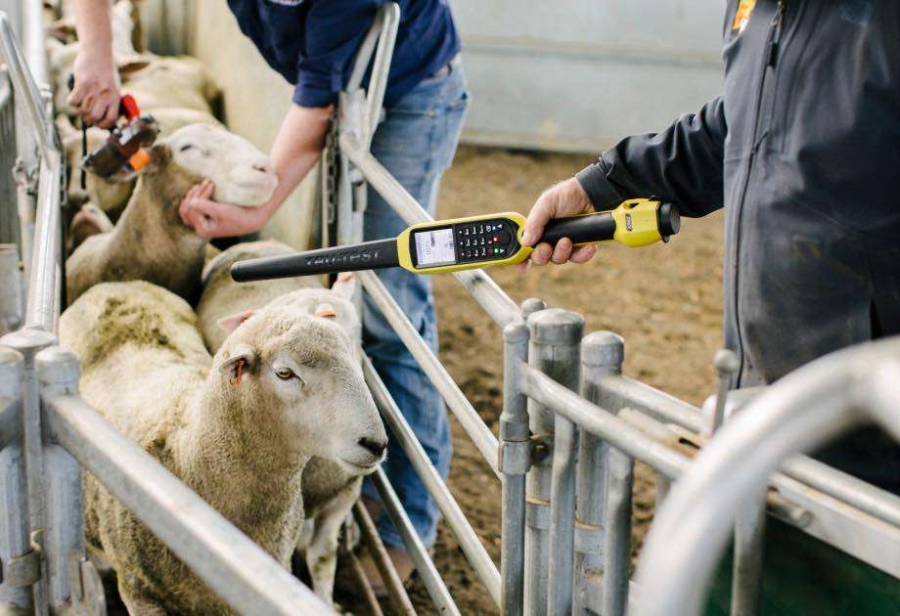 Υπονομεύει... την ΑΑΔΕ το υπουργείο Αγροτικής Ανάπτυξης - Η κοροϊδία με την ηλεκτρονική σήμανση των ζώων