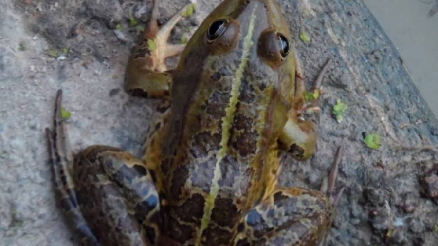 Έβρεξε (κυριολεκτικά) βατράχια στη Χαλκιδική