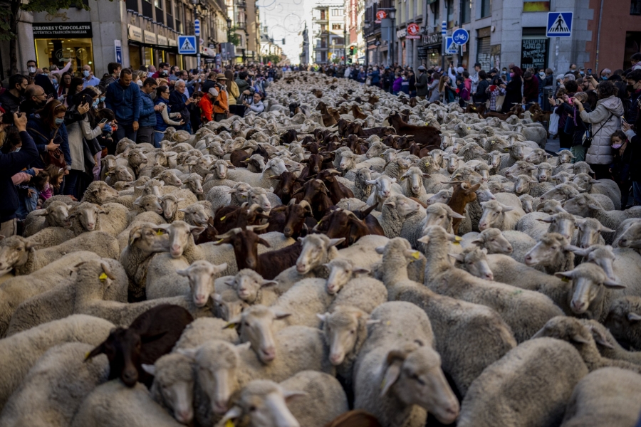 Ισπανία: Γιατί οι δρόμοι της Μαδρίτης κατακλύστηκαν από…πρόβατα