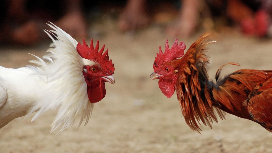 Τραγικό! - Κόκορας έσφαξε... άνδρα αντί για τον αντίπαλό του πετεινό σε κοκορομαχία
