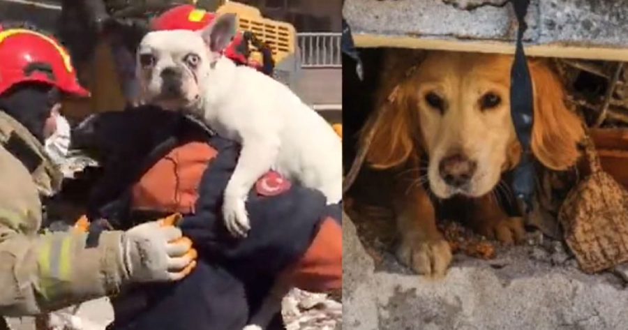 Σεισμός - Τουρκία: Δυο σκυλάκια ανασύρθηκαν ζωντανά μετά από 200 ώρες - Οι ιδιοκτήτες σκοτώθηκαν