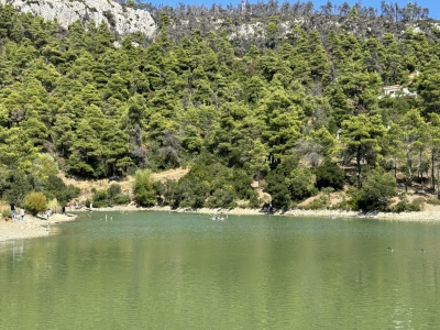 Απίστευτο σκηνικό δίπλα στην Αθήνα - Ελάφι βουτάει στη λίμνη Μπελέτσι για να σωθεί από αγέλη λύκων