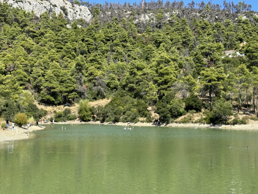 Απίστευτο σκηνικό δίπλα στην Αθήνα - Ελάφι βουτάει στη λίμνη Μπελέτσι για να σωθεί από αγέλη λύκων