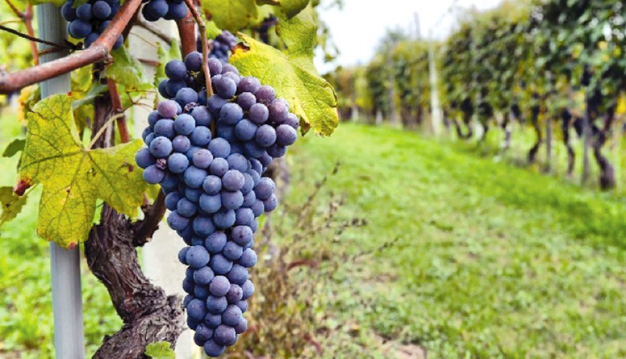 Δύσκολοι καιροί, σε πλειστηριασμό από τις τράπεζες και αμπελώνες στην Ιταλία αξίας 250 εκατ