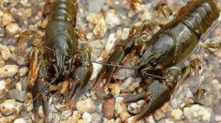 Λάρισα: Ο Πηνειός γέμισε με καραβίδες και καβούρια