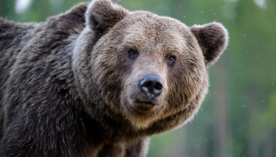 Όλο και πιο κοντά μας τα άγρια ζώα - Εισβολή αρκούδας σε μαντρί στη Φλώρινα - Νεκρά 15 πρόβατα