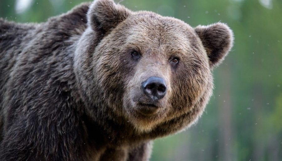 Όλο και πιο κοντά μας τα άγρια ζώα - Εισβολή αρκούδας σε μαντρί στη Φλώρινα - Νεκρά 15 πρόβατα