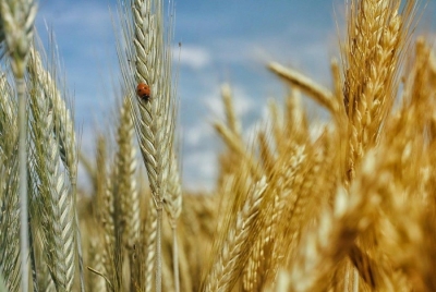 Η Ουγγαρία απαγόρευσε τις εξαγωγές σιτηρών
