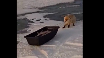 Τζάμπα δεν έχει το όνομα: Αλεπού … κλέβει ψαριά στο Καζακστάν