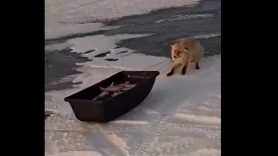 Τζάμπα δεν έχει το όνομα: Αλεπού … κλέβει ψαριά στο Καζακστάν