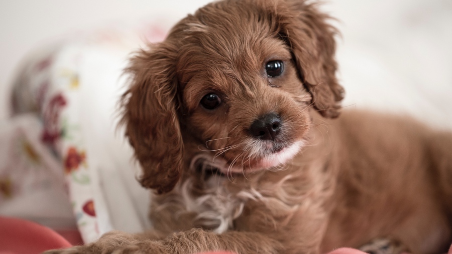 Η αβλαβής συνήθεια ενός κουταβιού που μπορεί να του κοστίσει τη ζωή