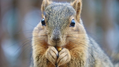 Απίστευτο αλλά αληθινό - Σκίουρος «ρίχνει» τα τηλέφωνα και το ίντερνετ στο Ohio