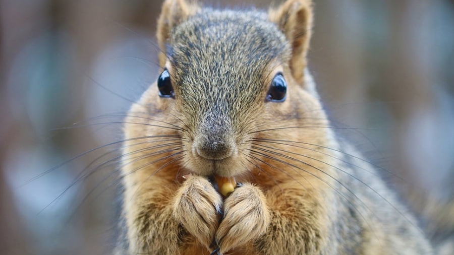 Απίστευτο αλλά αληθινό - Σκίουρος «ρίχνει» τα τηλέφωνα και το ίντερνετ στο Ohio
