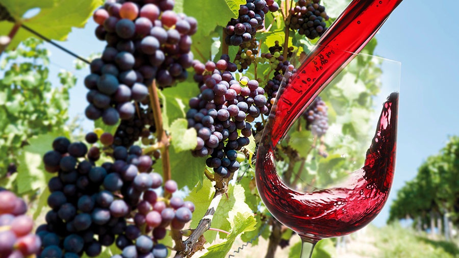 Σε χαμηλό εξήντα ετών η παραγωγή κρασιού το 2017 – Ισχυρό πλήγμα για την Ευρώπη