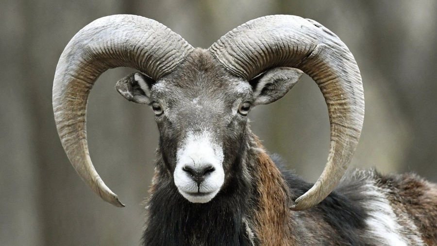 Κριάρι... καταδικάστηκε σε 3 χρόνια φυλάκισης επειδή σκότωσε γυναίκα