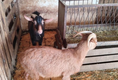 ΕΦΕΤ για το... μαντρί των Αμπελοκήπων: «Καμία εμπλοκή στο περιστατικό»