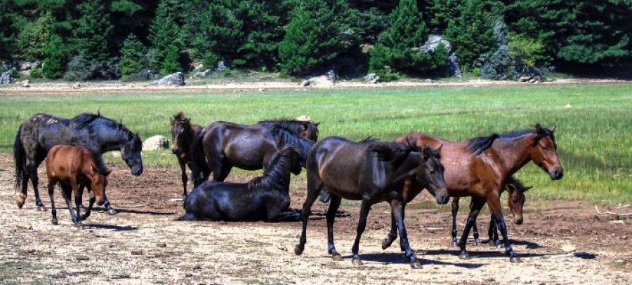 Εγκρίθηκε ομόφωνα το ψήφισμα για την προστασία του Δέλτα Έβρου