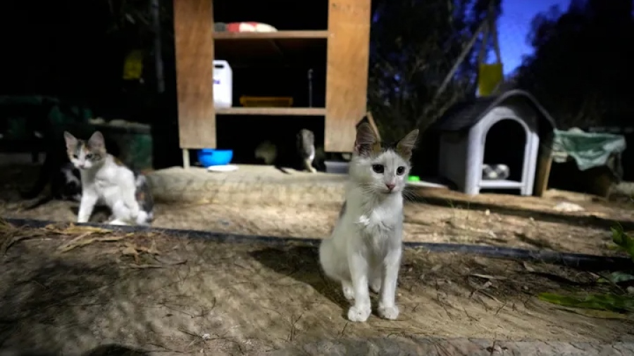 Κύπρος: Χιλιάδες γάτες νεκρές από νέα μετάλλαξη του κορωνοϊού