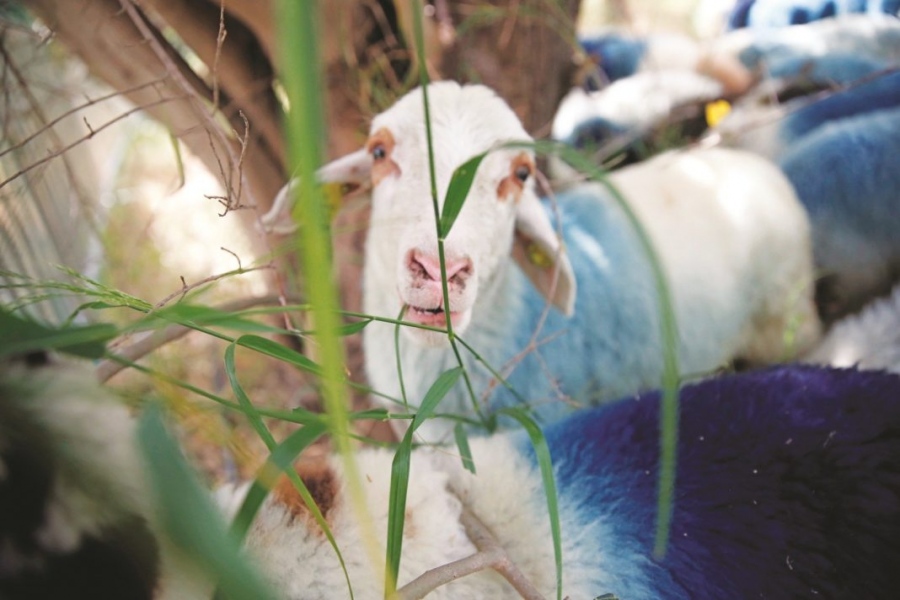 Πλήρως εξαρτώμενοι και στα προϊόντα – Μόνο η  Ήπειρος «έχασε» 1000 κτηνοτρόφους μέσα σε τέσσερα χρόνια