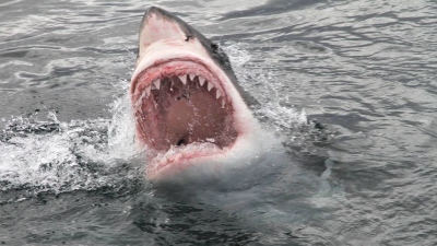 Φρίκη - Είδε τον φίλο του να κατασπαράζεται από καρχαρία μπροστά στα μάτια του