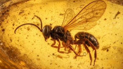 Άφωνοι οι επιστήμονες - Έντομο 105 εκατομμυρίων ετών διατηρήθηκε άθικτο στον χρόνο