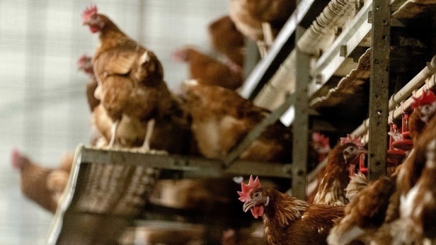 Aυξημένος ο κίνδυνος επανεμφάνισης της γρίπης των πτηνών στην Ελλάδα