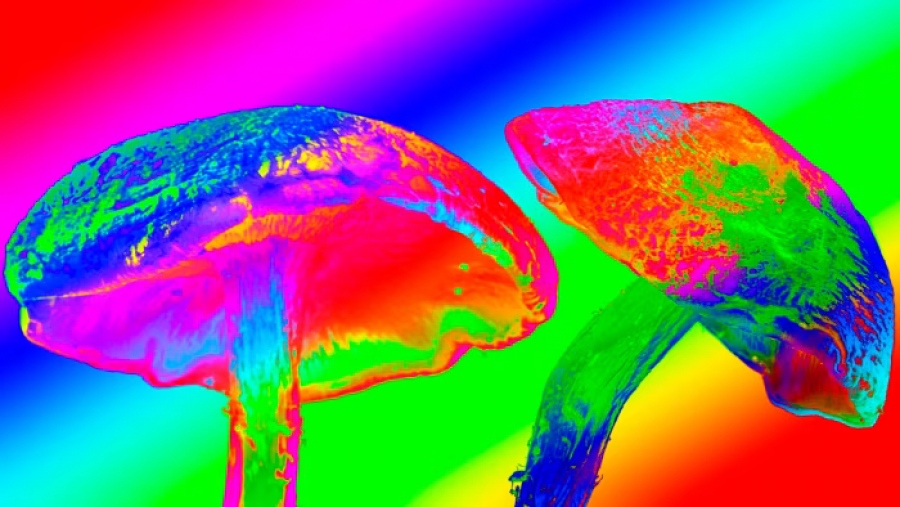 Πρωτοφανές - Μαζική λατρεία «μαγικών μανιταριών» – Χιλιάδες Αμερικανοί σε τελετές με παράνομες ουσίες