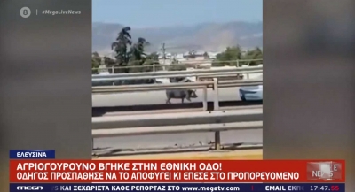 Σοβαρό τροχαίο στην Εθνική Οδό με πρωταγωνιστή ένα αγριογούρουνο