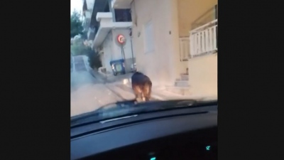 Πρωτοφανές - Ένα αγριογούρουνο κατέβηκε... για βόλτα στο Περιστέρι (vid)