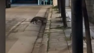 Αλεπού εισέβαλε στο... Μέγαρο Μαξίμου