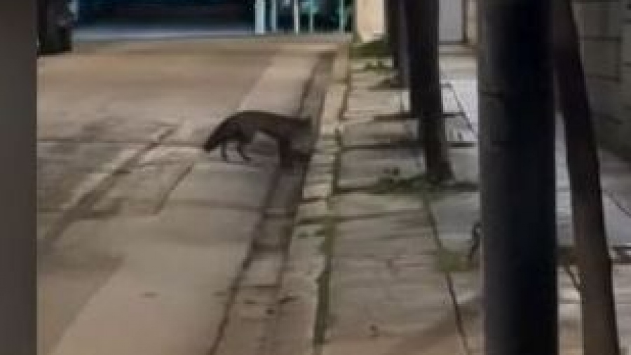 Αλεπού εισέβαλε στο... Μέγαρο Μαξίμου