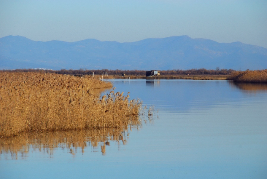 Περιβαλλοντική υποβάθμιση - Εκατοντάδες νεκρά ψάρια στο Εθνικό Πάρκο του Αξιού