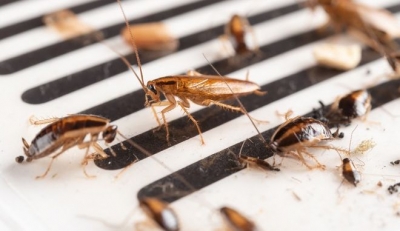 Το ακούσαμε και αυτό: Εταιρεία προσφέρεται να πληρώσει 2000 δολ. για να απελευθερώσει στο σπίτι σας 100 κατσαρίδες