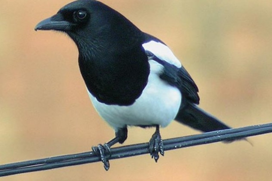 Καρακάξα επιτέθηκε και σκότωσε ένα ποδηλάτη – Έχουν γίνει πολύ επιθετικές