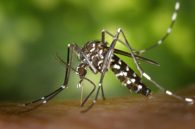 Ο καιρός «τρελάθηκε» και τα κουνούπια επιβιώνουν στην Κρήτη - Πρόγραμμα καταγραφής πληθυσμών και παρατήρησης του «Τίγρη»