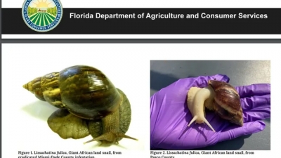 Σοκ στη Φλόριντα: Καραντίνα 2 ετών σε πόλη λόγω γίγα - σαλιγκαριών που προκαλούν μηνιγγίτιδα στον άνθρωπο
