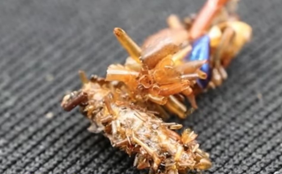 Απίστευτο αλλά αληθινό: Ανακαλύφθηκε κάμπια - «Φρανκενστάιν», που φοράει τα απομεινάρια των θυμάτων της για πανοπλία!