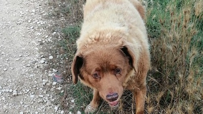 Ο γηραιότερος σκύλος στον κόσμο γιορτάζει τα 31α γενέθλιά του