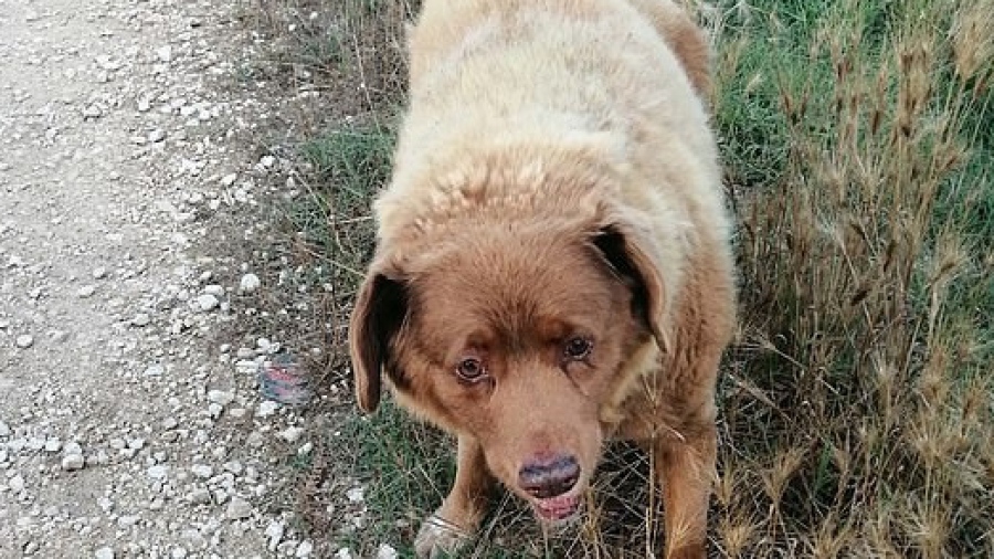 Ο γηραιότερος σκύλος στον κόσμο γιορτάζει τα 31α γενέθλιά του