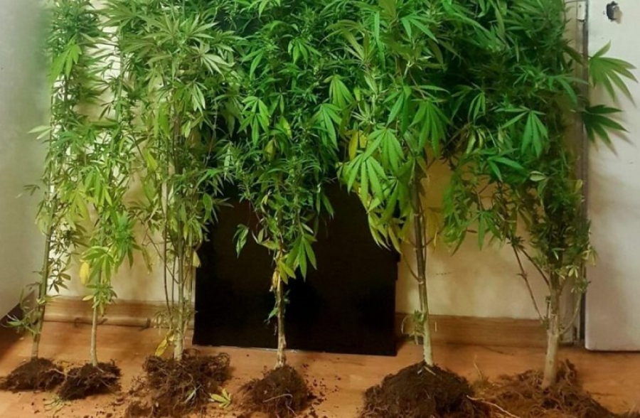 Καστοριά: Ηλικιωμένος καλλιεργούσε δενδρύλλια κάνναβης έξω από δύο σπίτια του