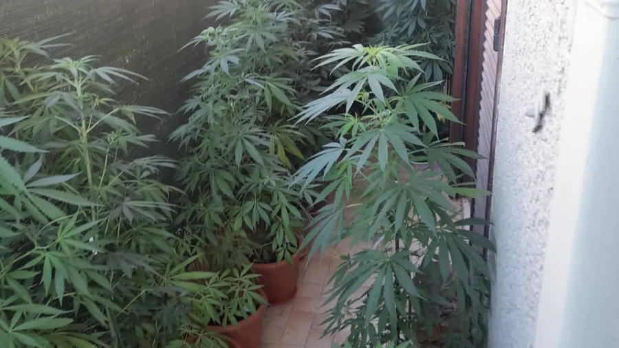 Κορωπί: Συνελήφθη 67χρονη αλλοδαπή που καλλιεργούσε δενδρύλλια κάνναβης στο μπαλκόνι της οικίας της