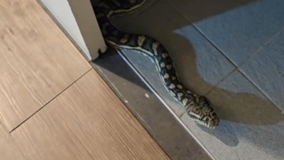 Τρόμος μέσα στη νύχτα - Πύθωνας έκοβε βόλτες σε μπάνιο σπιτιού (vid)